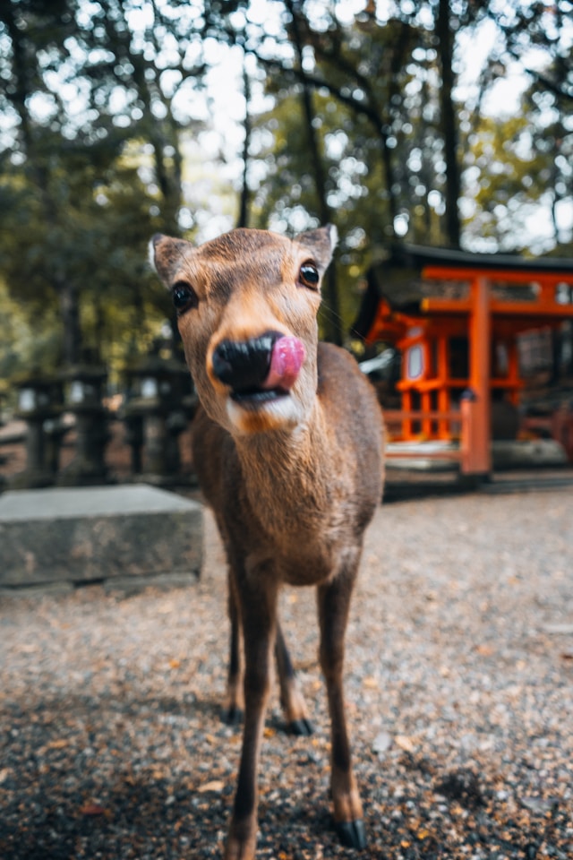 a deer
